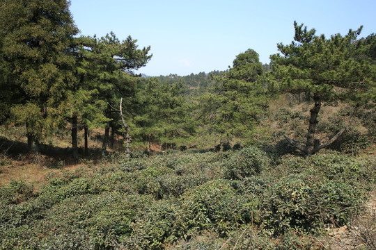 太平山風(fēng)光