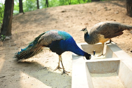 孔雀覓食