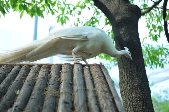 白孔雀