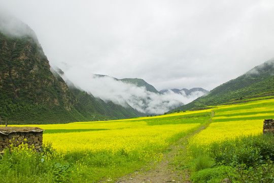 西藏工布江達油菜花田