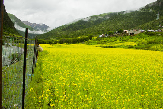 西藏工布江達(dá)油菜花田1