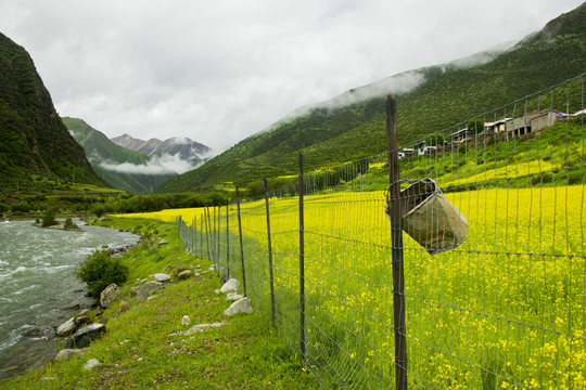 西藏工布江達油菜花田