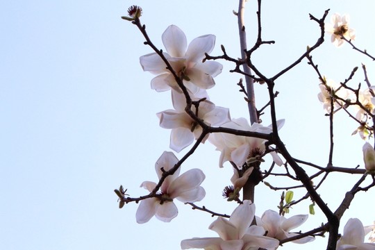 白玉蘭