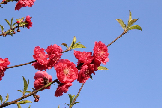 桃花