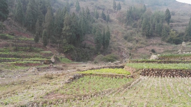 鄉(xiāng)村田園
