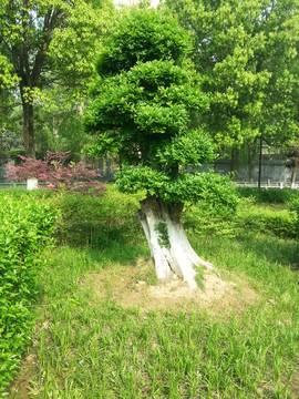 花園 樹木