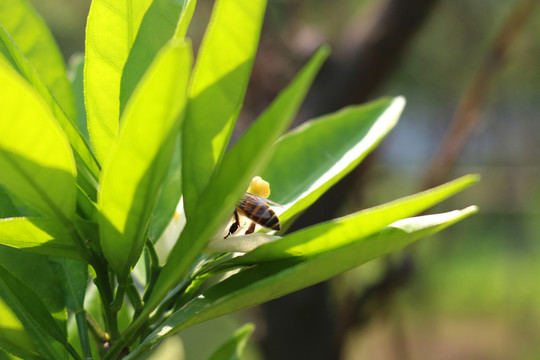 蜜蜂 樹葉