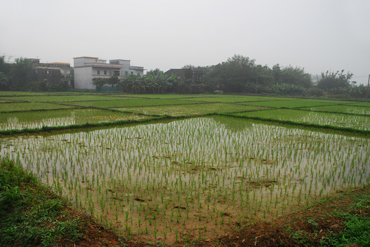 農(nóng)田