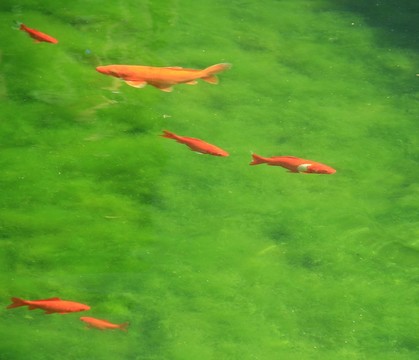 觀賞魚