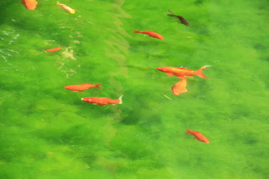 觀賞魚
