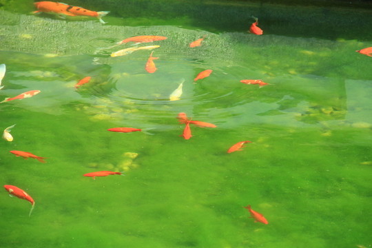 魚群