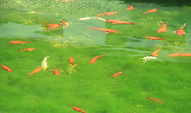 魚群