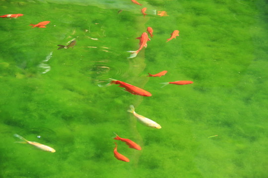 觀賞魚