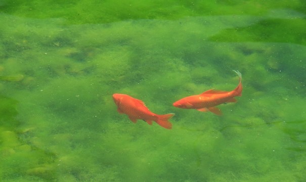 觀賞魚