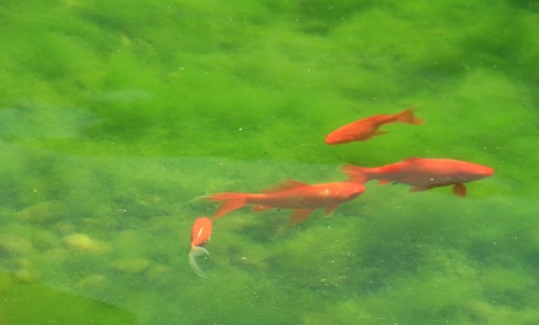 觀賞魚(yú)
