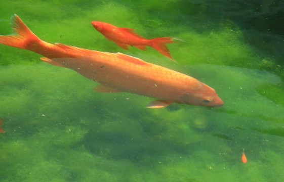 觀賞魚
