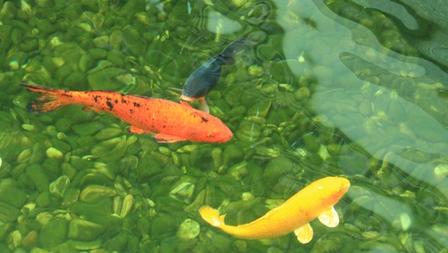 觀賞魚