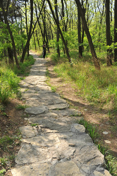 林蔭小路