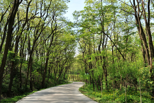 槐樹林里的小路