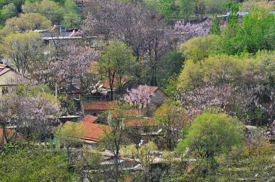 山村