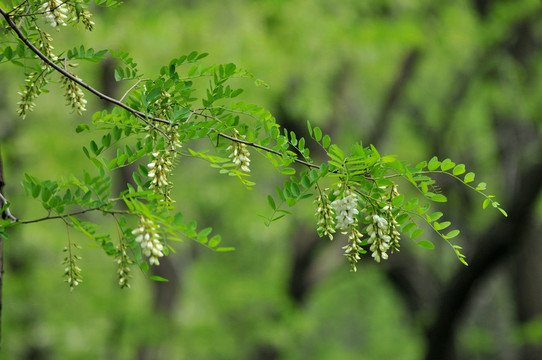 槐花