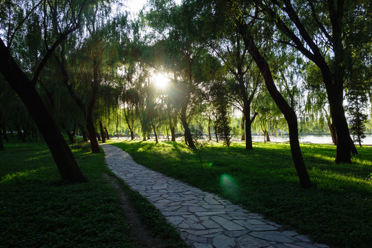 北京頤和園樹林草坪林間小道