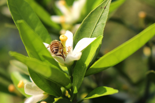 蜜蜂采蜜