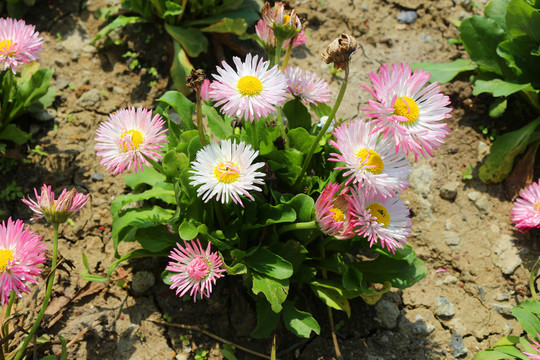 雛菊植株