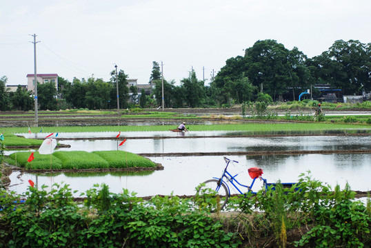插秧 插田 田地 稻田 農(nóng)民