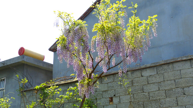 紫藤花開