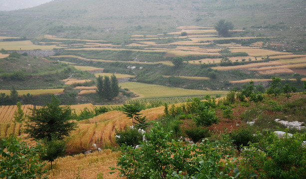 梯田 麥田 山坡