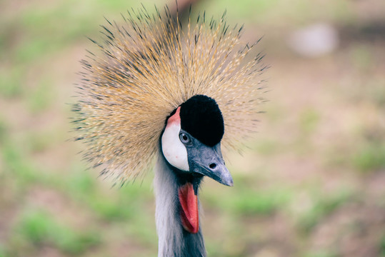 皇冠鳥(niǎo)