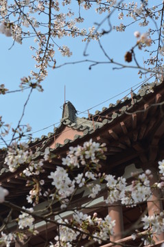 櫻花閣樓