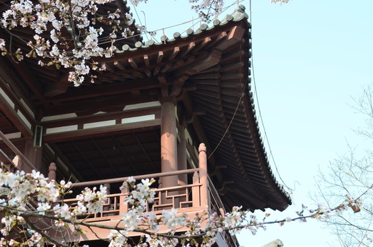 櫻花閣樓
