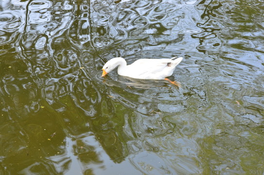 鵝