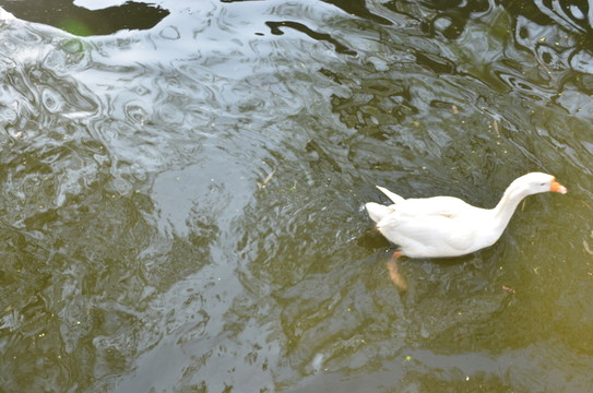鵝