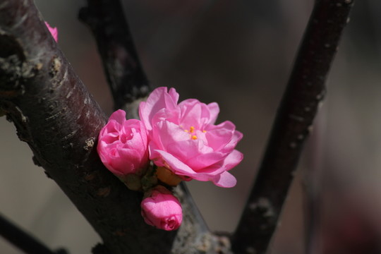 黑龍江 春天 第一花 小桃紅