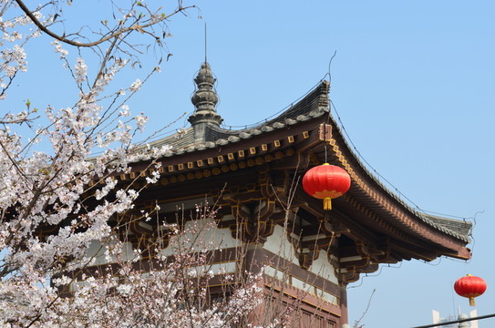 屋頂櫻花
