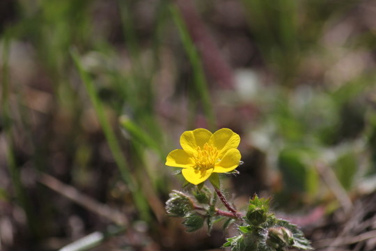 黃 黃色 黃花 野花