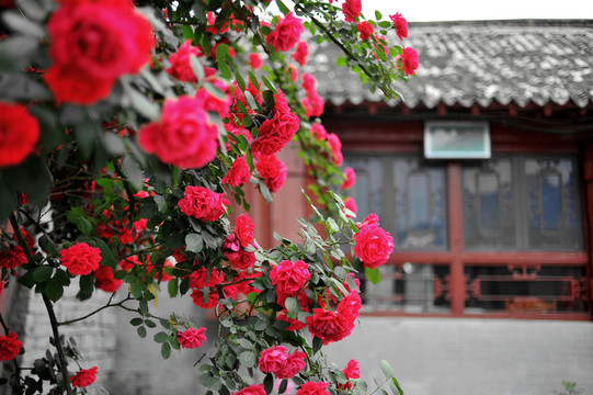 薔薇 老房子