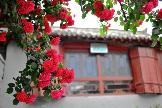 窗邊的薔薇花