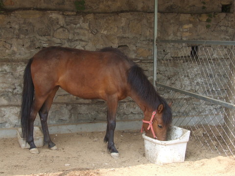 馬