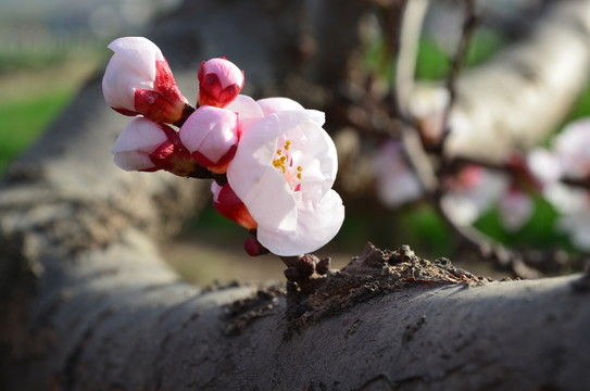 杏花