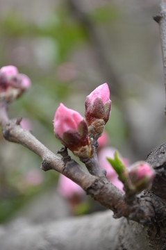 桃花