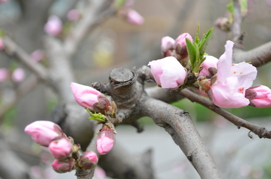 桃花