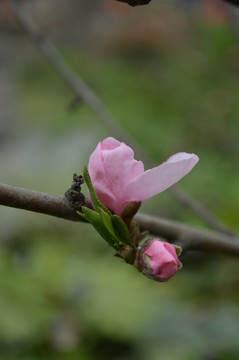 桃花