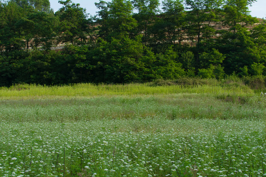 原野 田園