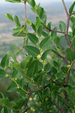 酸棗樹(shù)