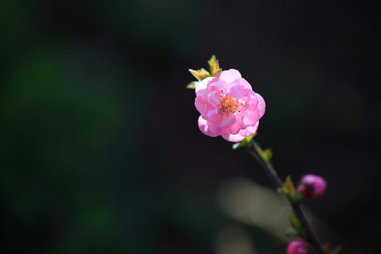 櫻桃花