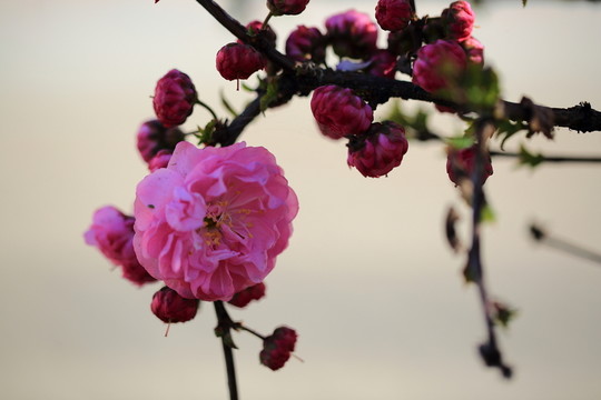 櫻桃花